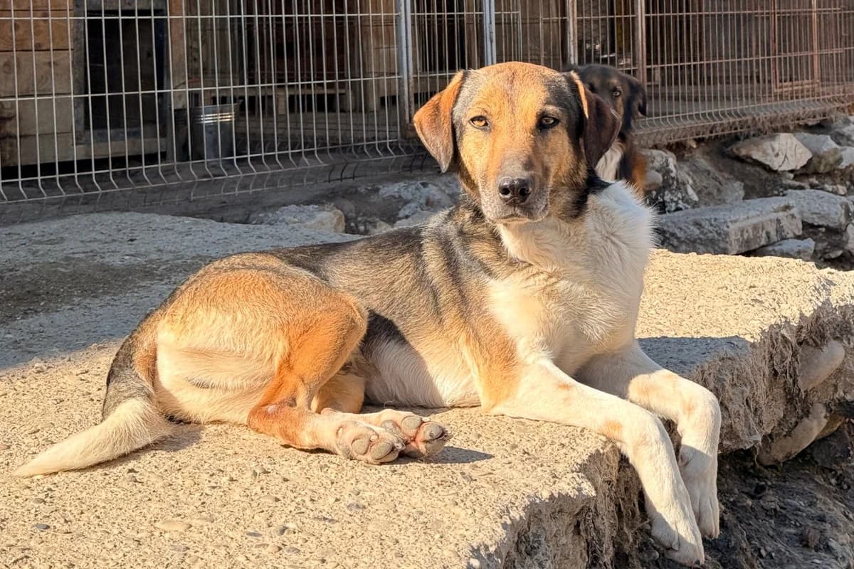 Robi, male 5yo Mixed Breed for adoption at Hands4Animals e.V., Töging