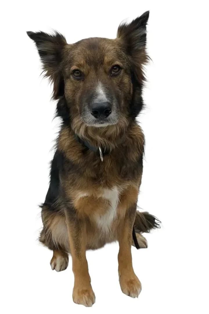 Rocky, male German Shepherd for adoption at Hands4Animals e.V., Töging