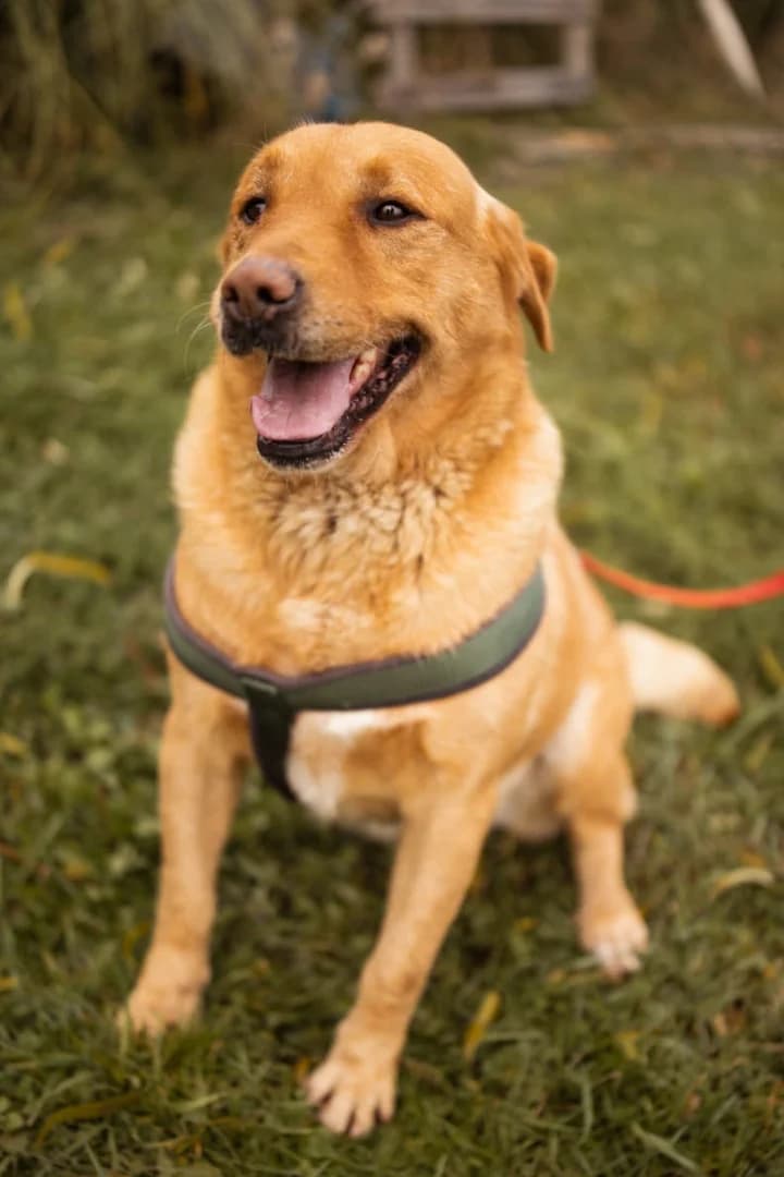 Roki, male 7yo Labrador Retriever for adoption at Hands4Animals e.V., Töging