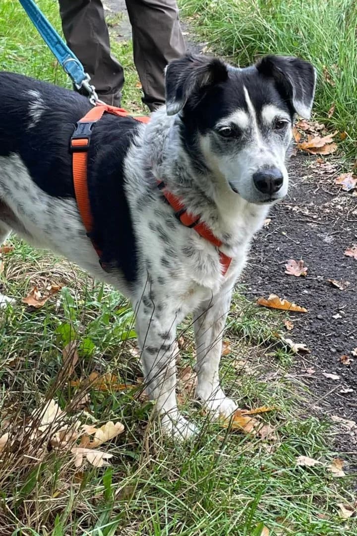 ROCKY (vorher Roman) in 21640 Bliedersdorf, male senior Mixed Breed for adoption at Hands4Animals e.V., Töging