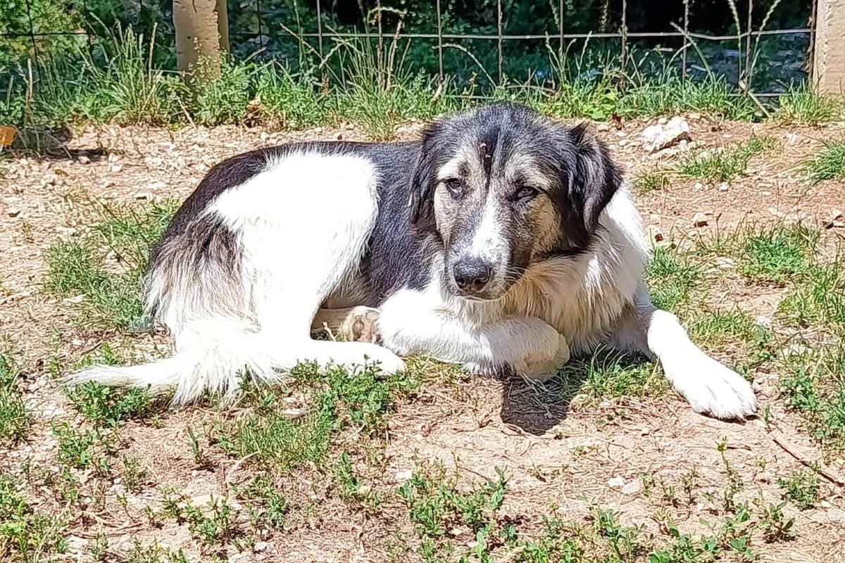 Rose, female young Mixed Breed for adoption at Hands4Animals e.V., Töging