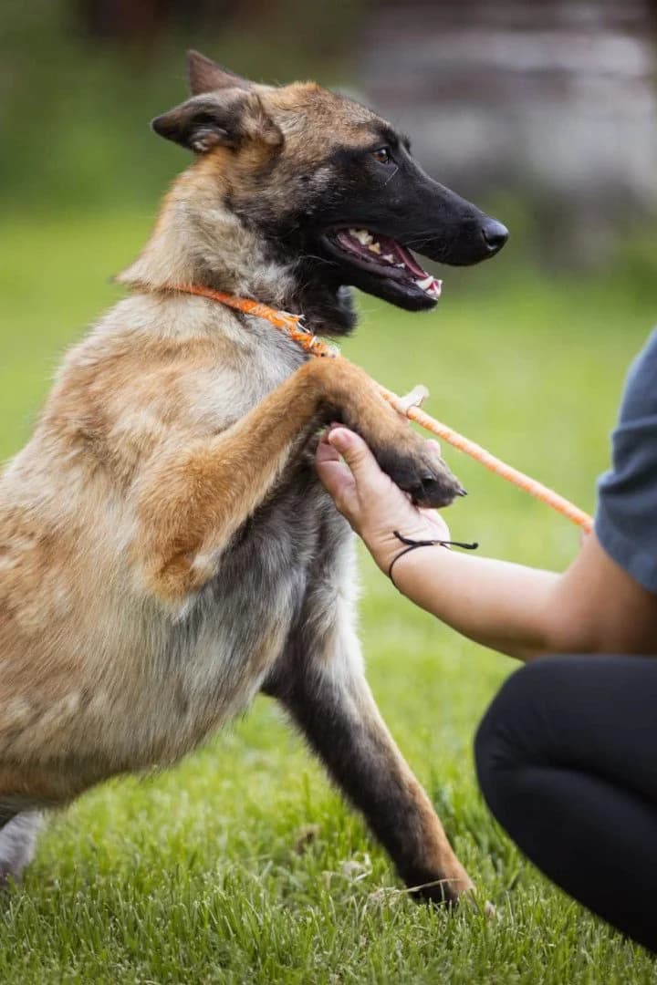 Roxy, female young German Shepherd for adoption at Hands4Animals e.V., Töging