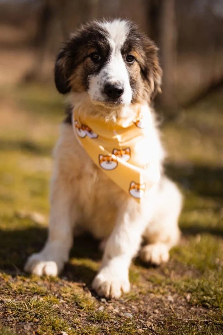 Sam, male puppy Mixed Breed for adoption at Hands4Animals e.V., Töging