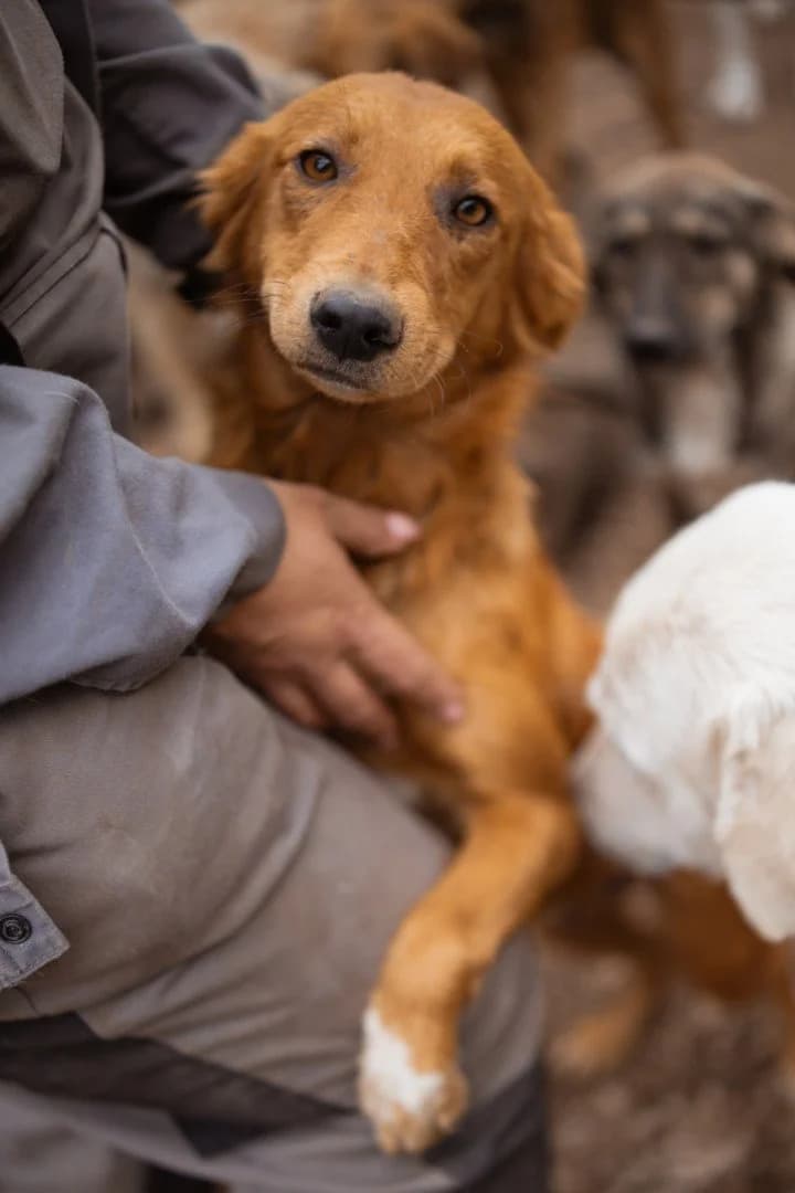 Sara, female young Mixed Breed for adoption at Hands4Animals e.V., Töging