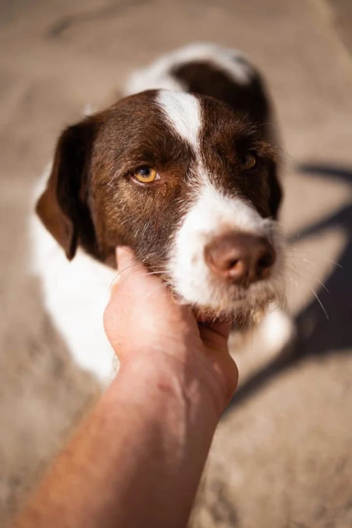 šarenko, male young Mixed Breed for adoption at Hands4Animals e.V., Töging