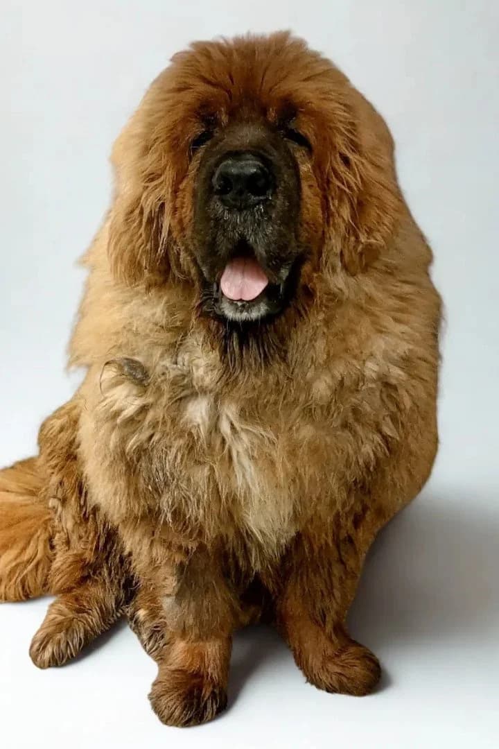 Sari, female Mastiff for adoption at Hands4Animals e.V., Töging