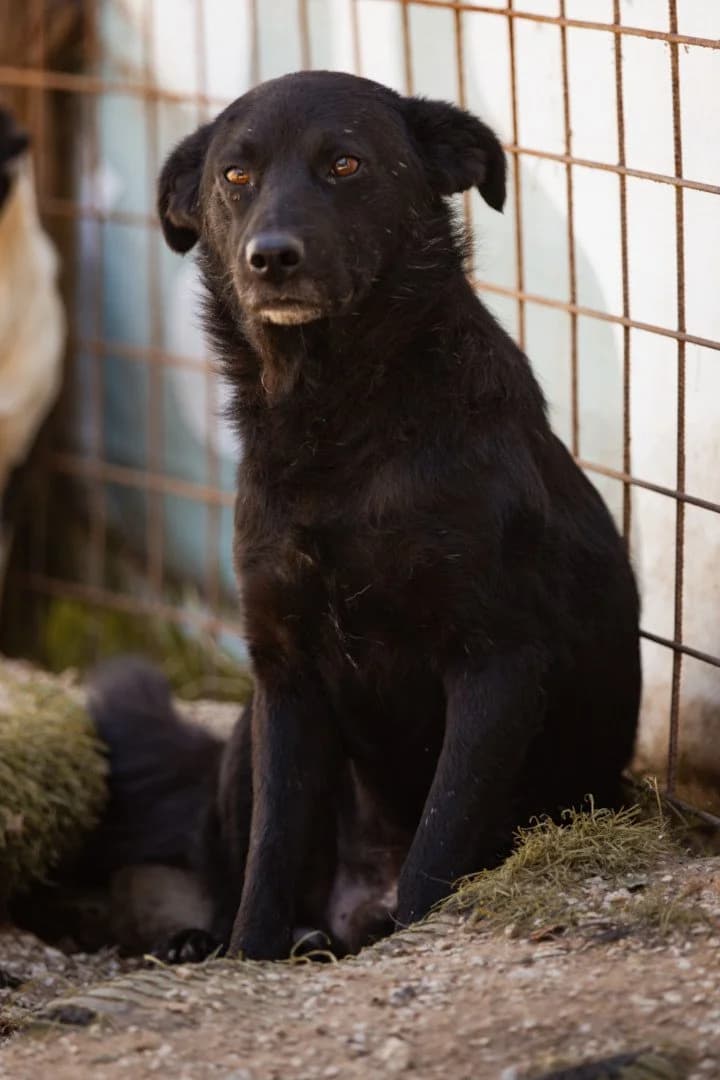 Sasha, male young Mixed Breed for adoption at Hands4Animals e.V., Töging
