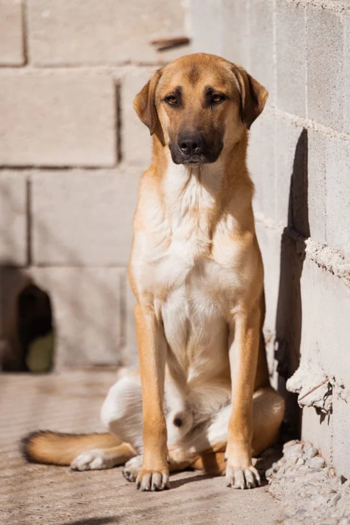 Schlaubi, male young Mixed Breed for adoption at Hands4Animals e.V., Töging