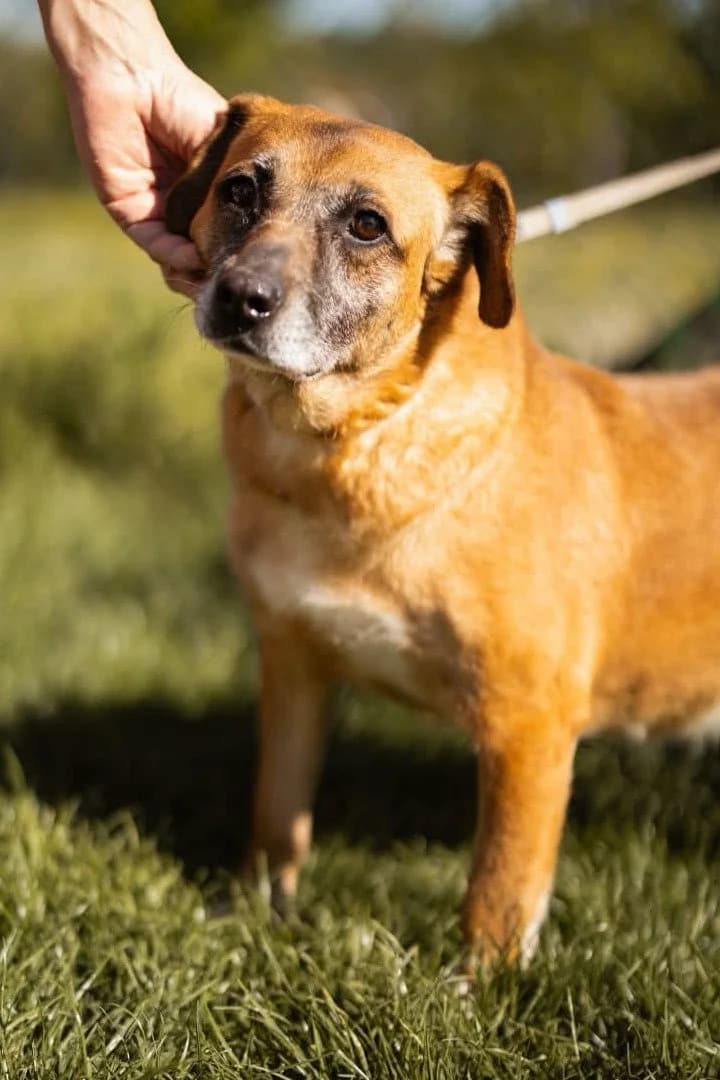 Senka, female 4yo Mixed Breed for adoption at Hands4Animals e.V., Töging