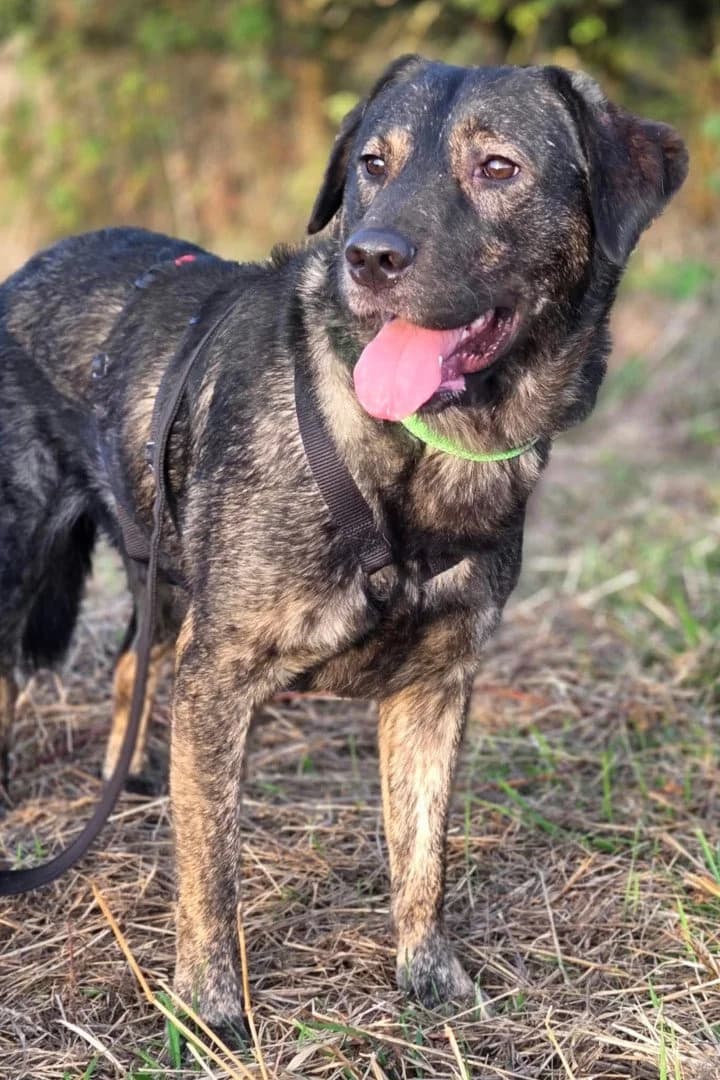 SHADOW in 50169 Kerpen, male young Mixed Breed for adoption at Hands4Animals e.V., Töging