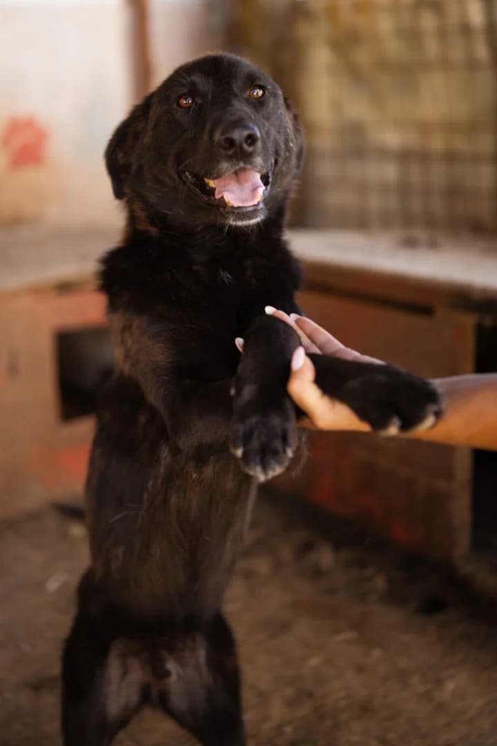 Shadow, male young Mixed Breed for adoption at Hands4Animals e.V., Töging