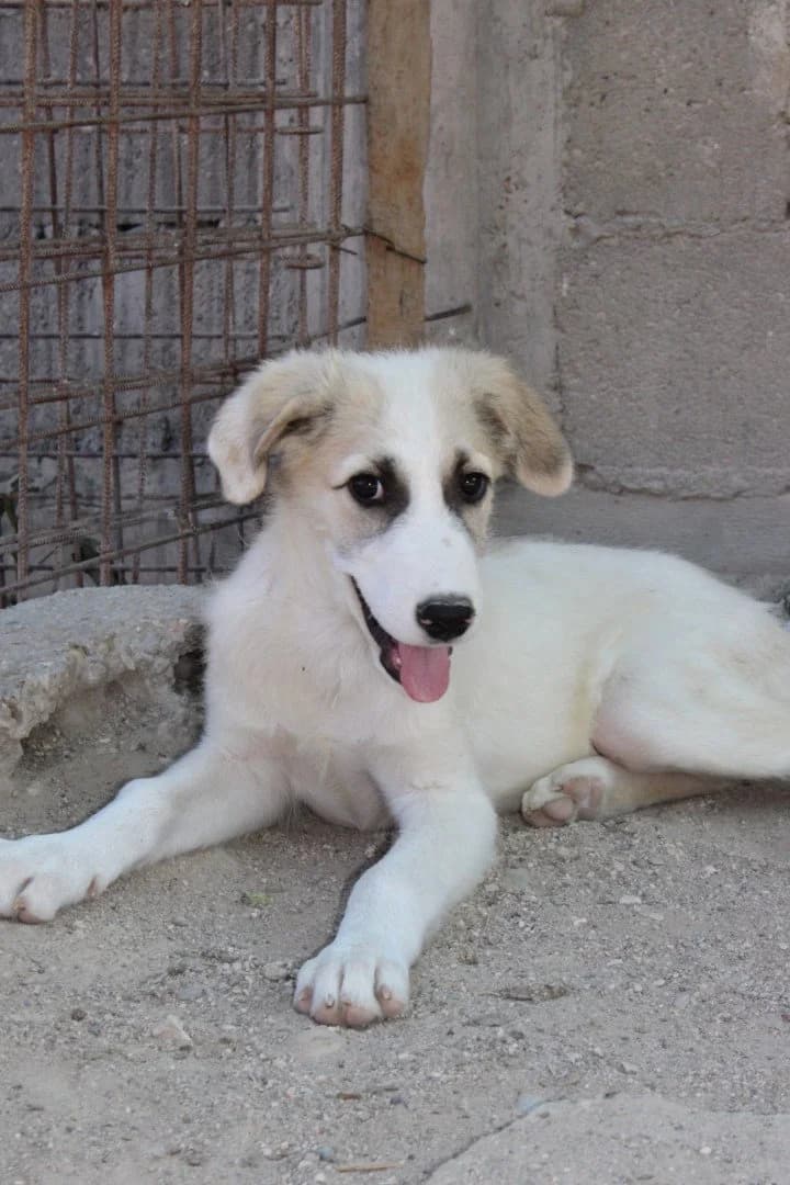 Sinan, male puppy Mixed Breed for adoption at Hands4Animals e.V., Töging