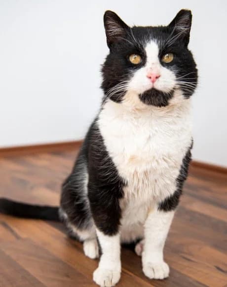 Unterstützt du mich weiterhin?, male 4yo Mixed Breed Cat for adoption at Hands4Animals e.V., Töging