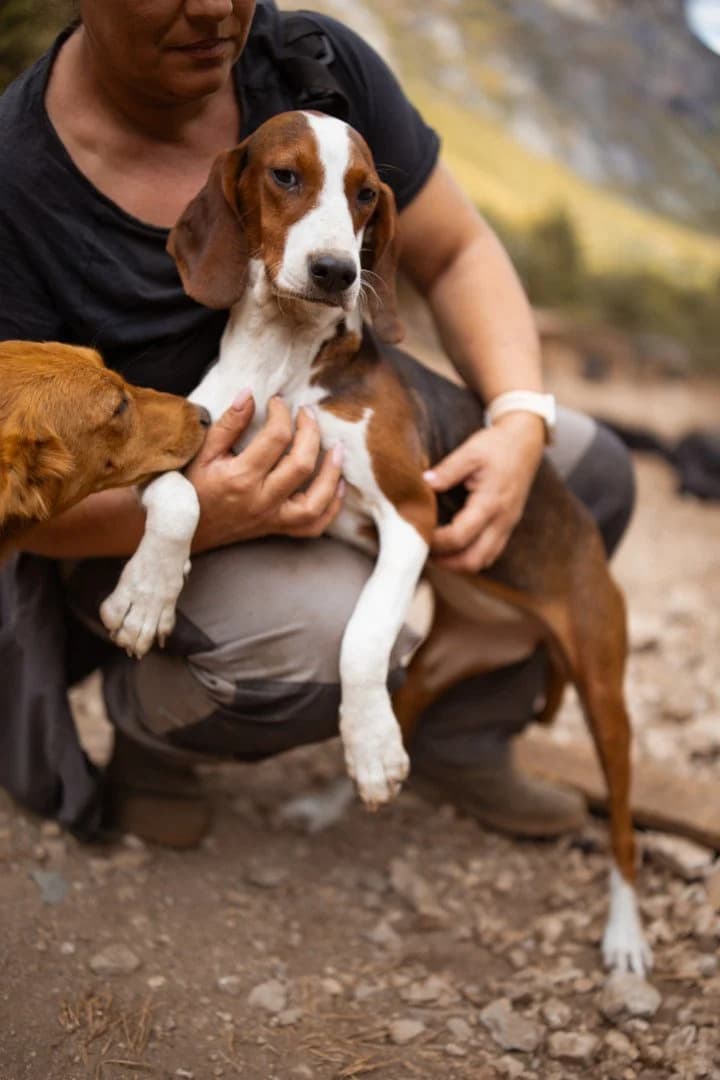 Skcolina, female puppy Mixed Breed for adoption at Hands4Animals e.V., Töging