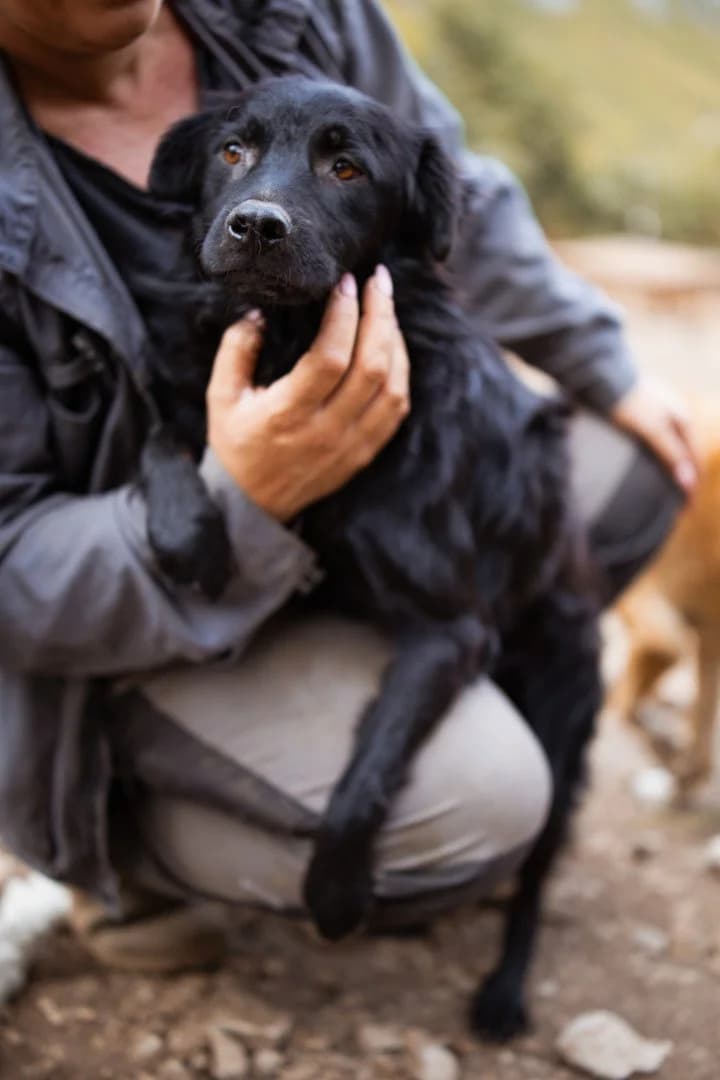 Skocko, male young Mixed Breed for adoption at Hands4Animals e.V., Töging