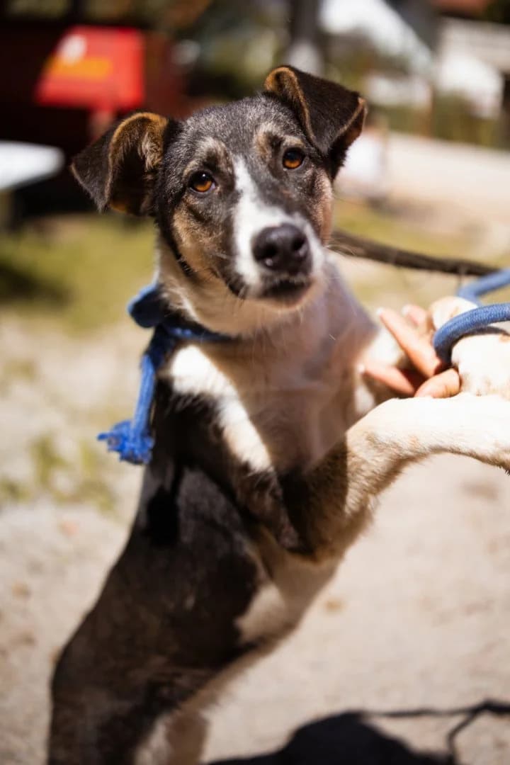 SMILA (vorher Šmizla) in 22529 Hamburg, female young Mixed Breed for adoption at Hands4Animals e.V., Töging