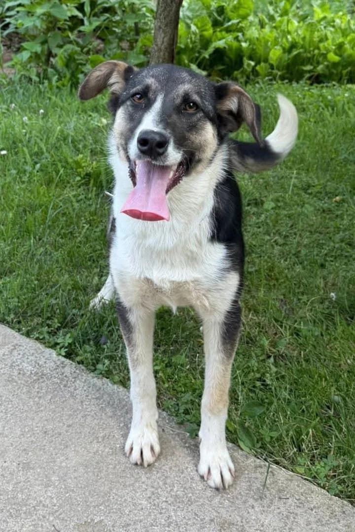 šmizla, female young Mixed Breed for adoption at Hands4Animals e.V., Töging