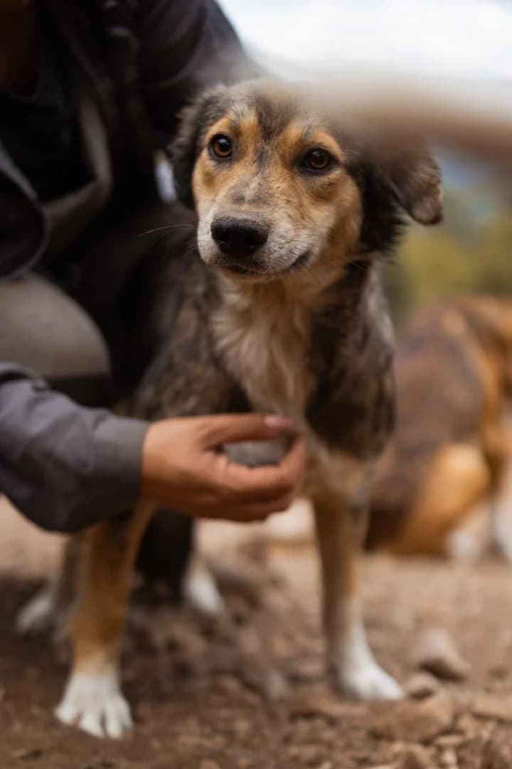 Smjeska, female young Mixed Breed for adoption at Hands4Animals e.V., Töging