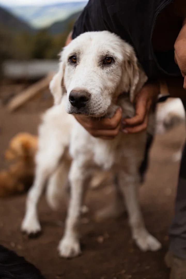 Snow, female young Mixed Breed for adoption at Hands4Animals e.V., Töging