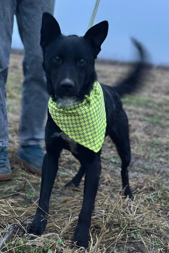 Sokol, male young Mixed Breed for adoption at Hands4Animals e.V., Töging