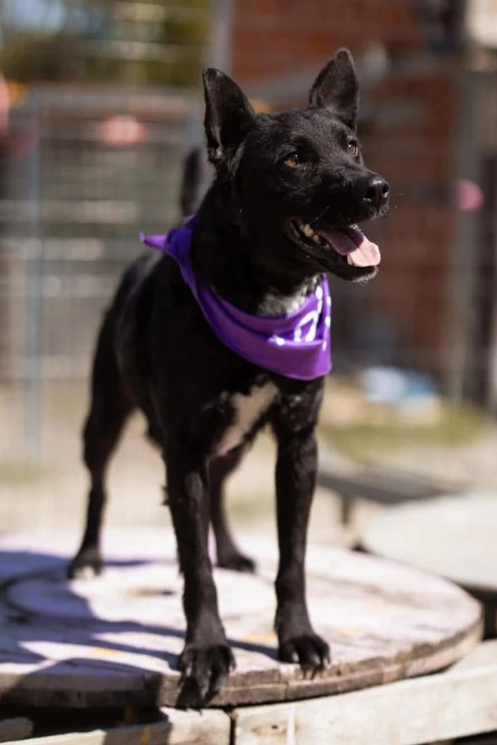 Sokol, male young Mixed Breed for adoption at Hands4Animals e.V., Töging