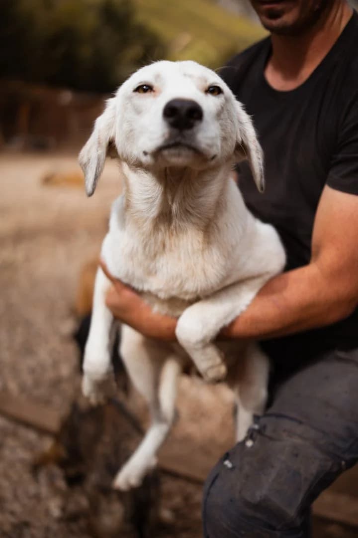 Soni, male puppy Mixed Breed for adoption at Hands4Animals e.V., Töging