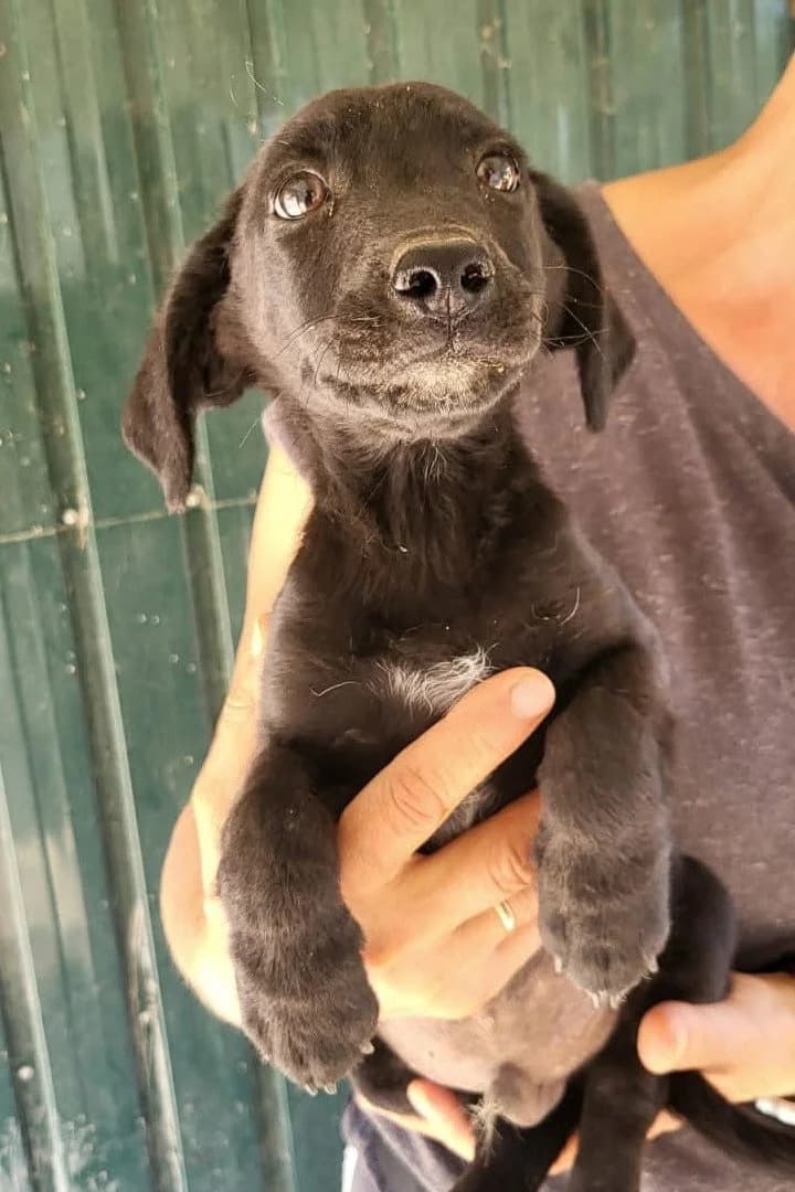 Spunky, male puppy Mixed Breed for adoption at Hands4Animals e.V., Töging
