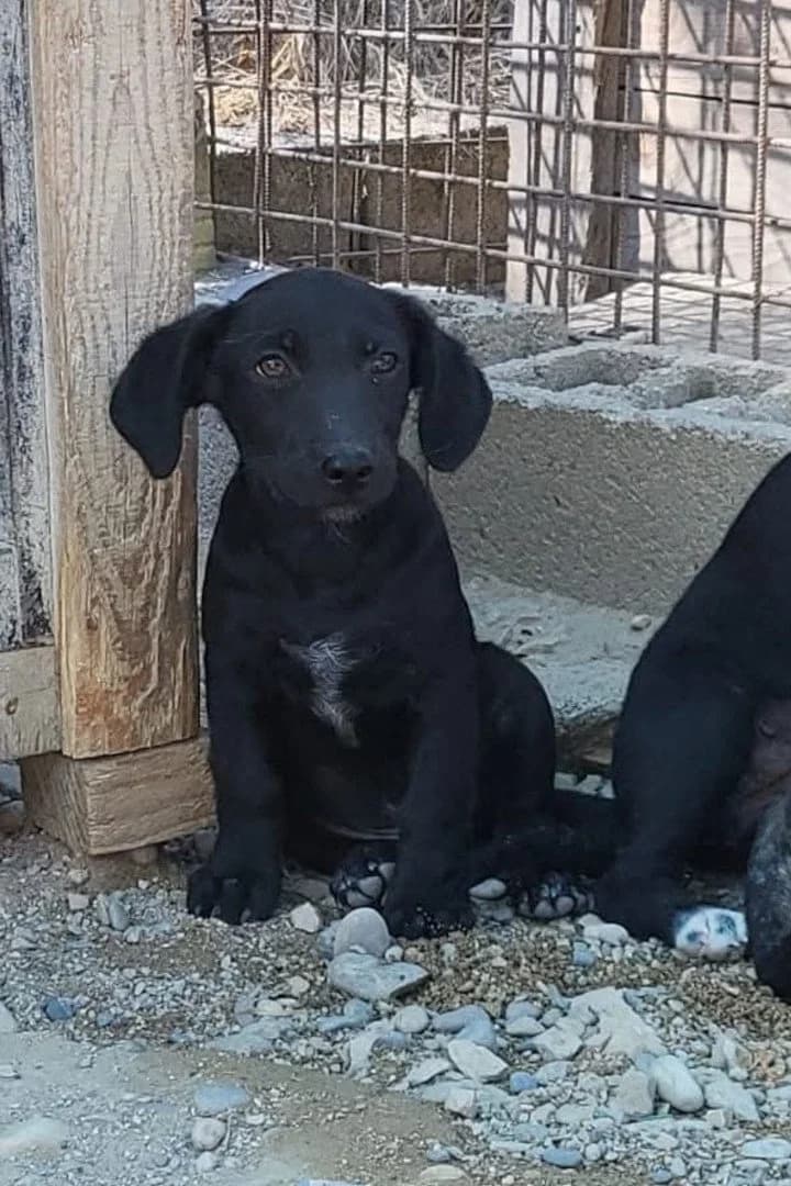 Spunky, male puppy Mixed Breed for adoption at Hands4Animals e.V., Töging