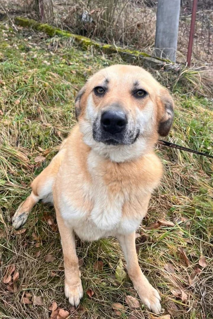 Stella, female 3yo Mixed Breed for adoption at Hands4Animals e.V., Töging
