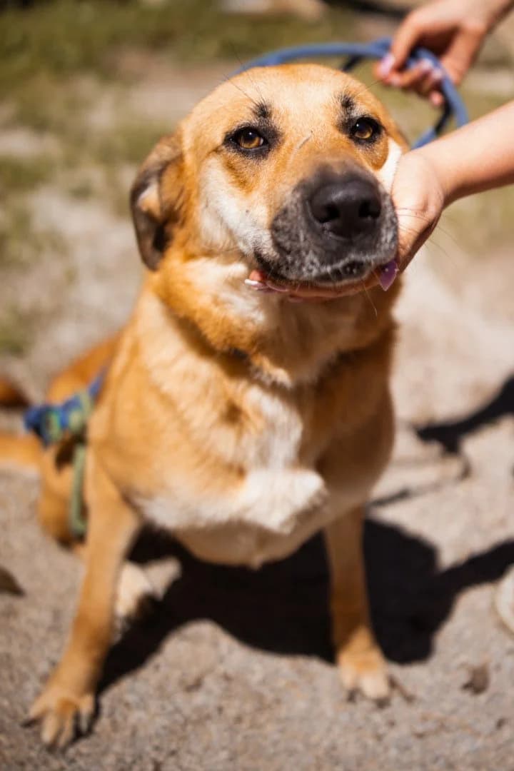 Stella, female 3yo Mixed Breed for adoption at Hands4Animals e.V., Töging