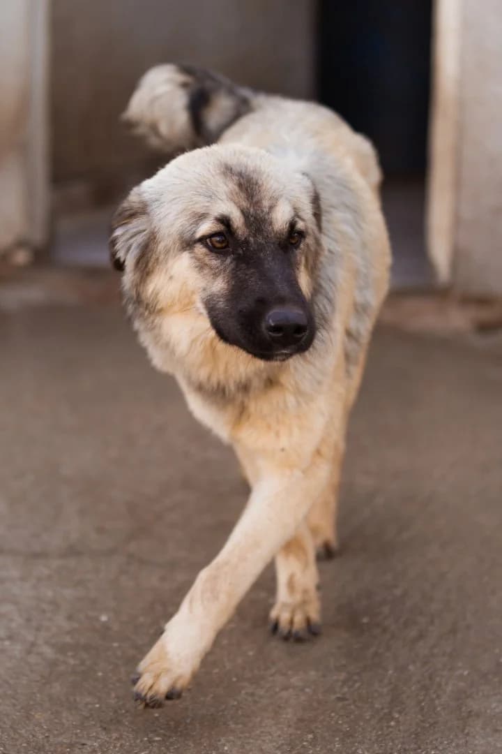 Suki, female young Mixed Breed for adoption at Hands4Animals e.V., Töging