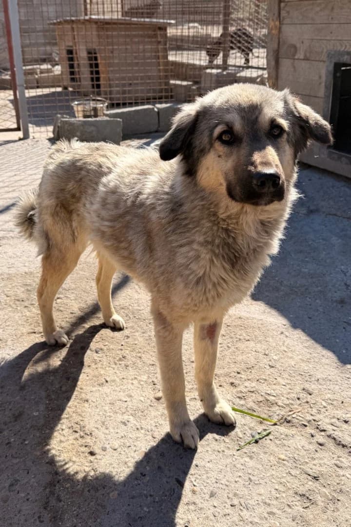 Suki, female young Mixed Breed for adoption at Hands4Animals e.V., Töging