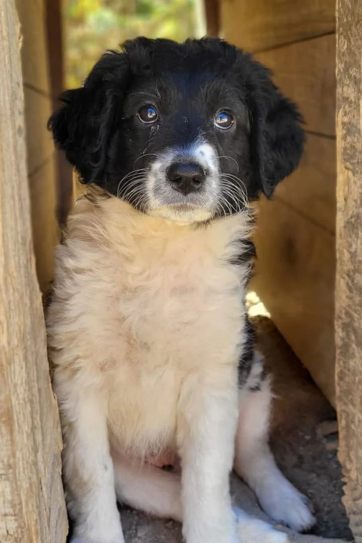Suki, female puppy Mixed Breed for adoption at Hands4Animals e.V., Töging