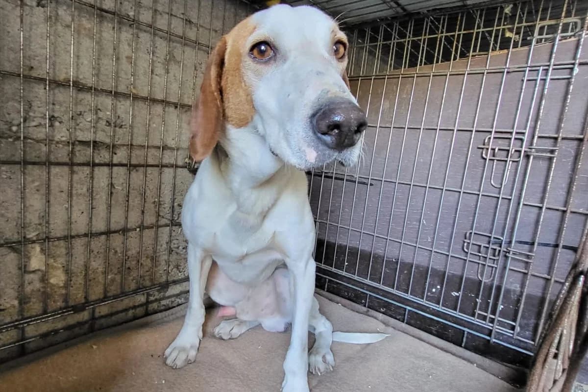 Sunny, male 4yo mixed breed for adoption at Hands4Animals e.V., Töging