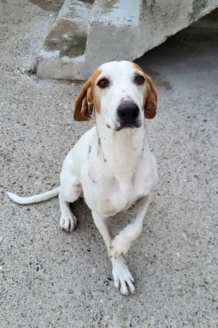 Sunny, male 4yo Mixed Breed for adoption at Hands4Animals e.V., Töging
