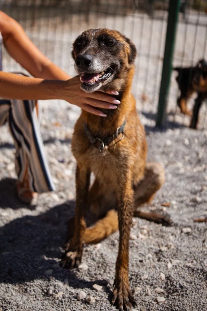 Suza Malina, female 7yo Mixed Breed for adoption at Hands4Animals e.V., Töging