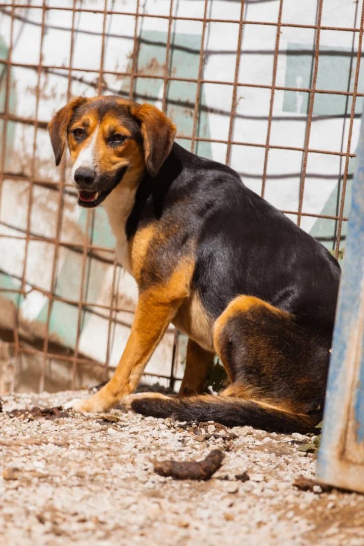 Suzanka, female young Mixed Breed for adoption at Hands4Animals e.V., Töging