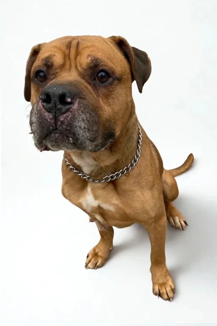 Teddy, male Bullmastiff for adoption at Hands4Animals e.V., Töging