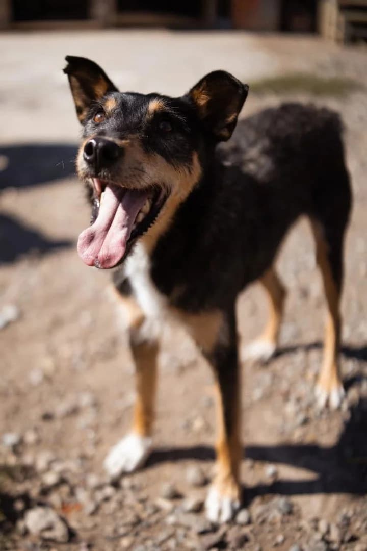 Teri, male 4yo Mixed Breed for adoption at Hands4Animals e.V., Töging