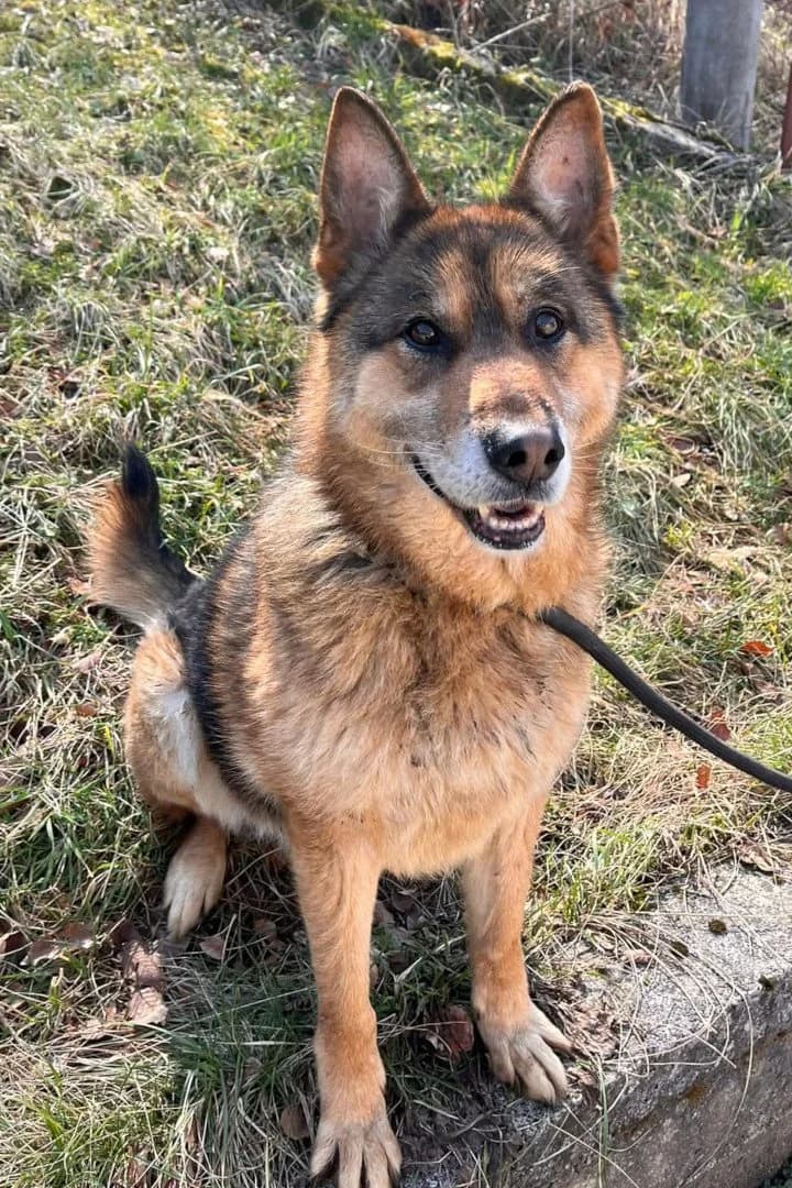Thomas, male senior German Shepherd for adoption at Hands4Animals e.V., Töging