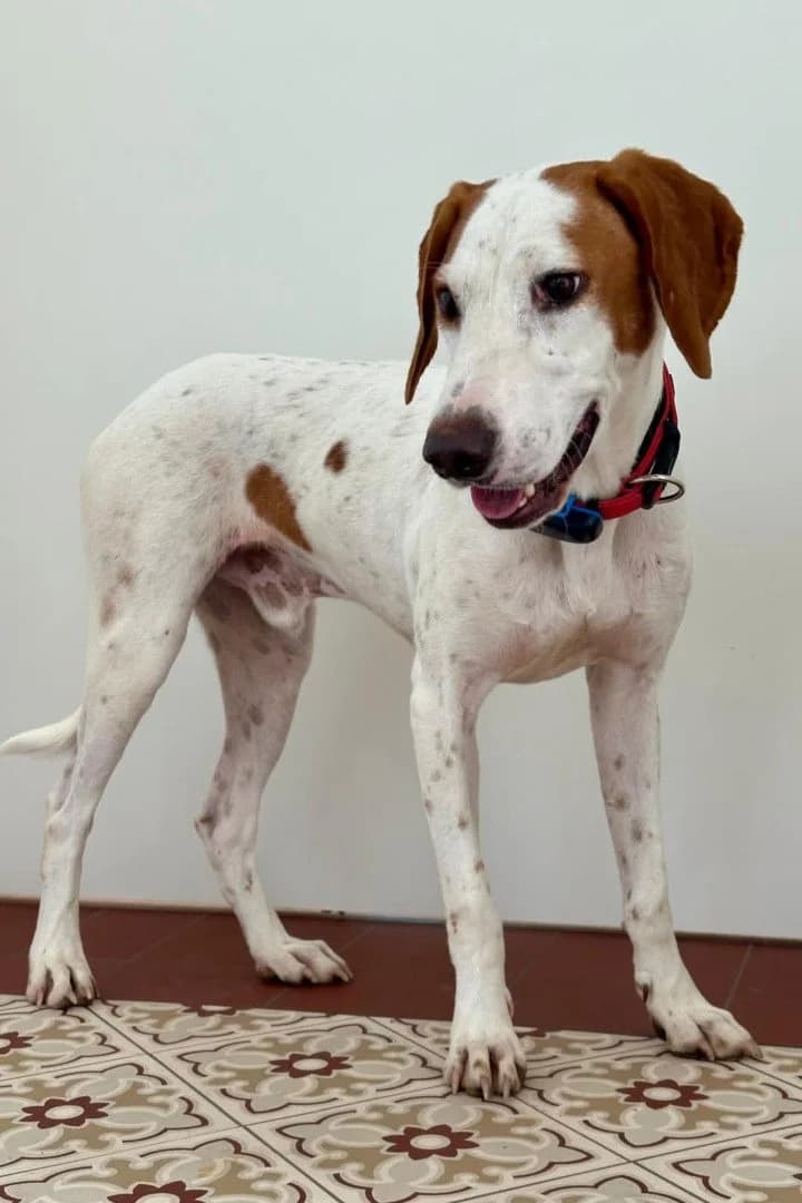 TILLY in 01640 Coswig, male young mixed breed for adoption at Hands4Animals e.V., Töging
