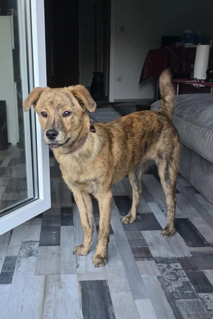 TIMMY in 42899 Remscheid, male puppy Mixed Breed for adoption at Hands4Animals e.V., Töging