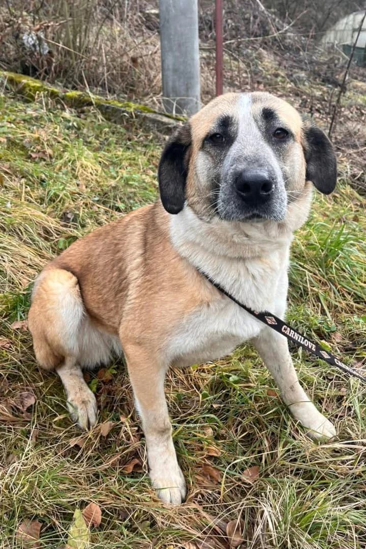 Tina, female 3yo Mixed Breed for adoption at Hands4Animals e.V., Töging