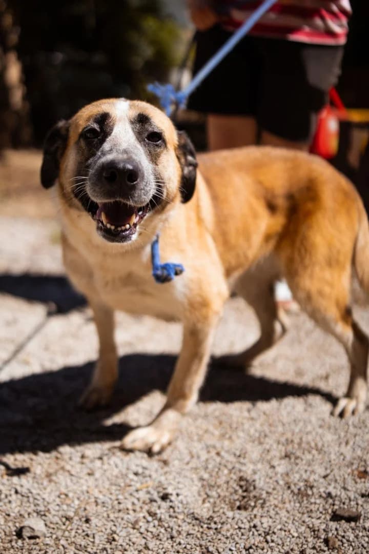 Tina, female 3yo Mixed Breed for adoption at Hands4Animals e.V., Töging
