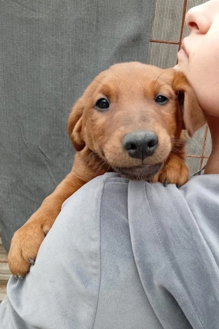 Tini, female puppy Jack Russell Terrier for adoption at Hands4Animals e.V., Töging