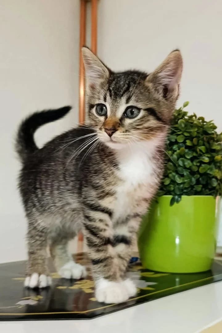 Toffee, female puppy Mixed Breed Cat for adoption at Hands4Animals e.V., Töging