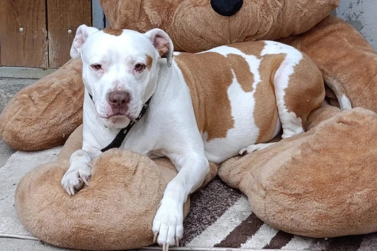 Tuty, male senior American Bully for adoption at Hands4Animals e.V.