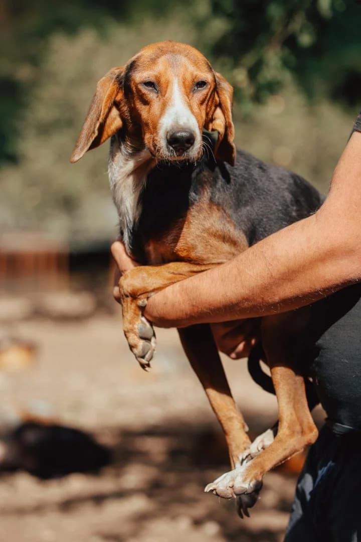 Vera, female 5yo Mixed Breed for adoption at Hands4Animals e.V., Töging