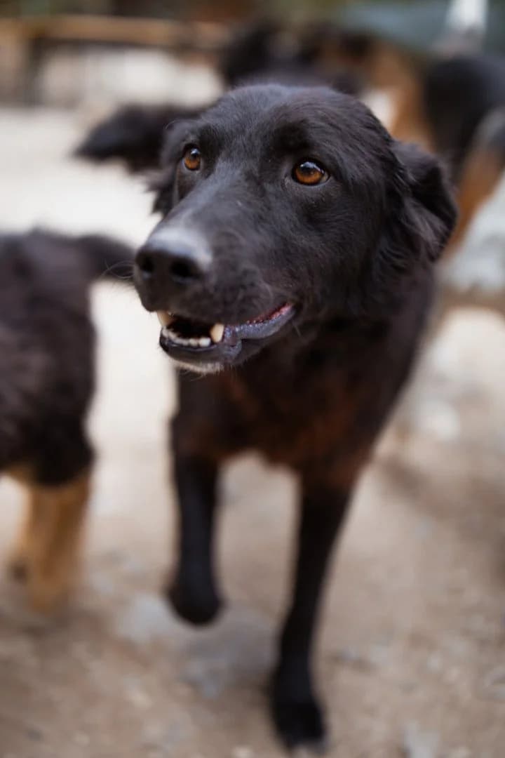 Veselica, female 4yo Mixed Breed for adoption at Hands4Animals e.V., Töging