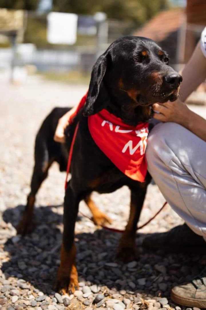 Vigo, male young mixed breed for adoption at Hands4Animals e.V., Töging